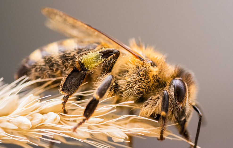 Nahaufnahme einer Honigbiene auf einer Weizenähre.