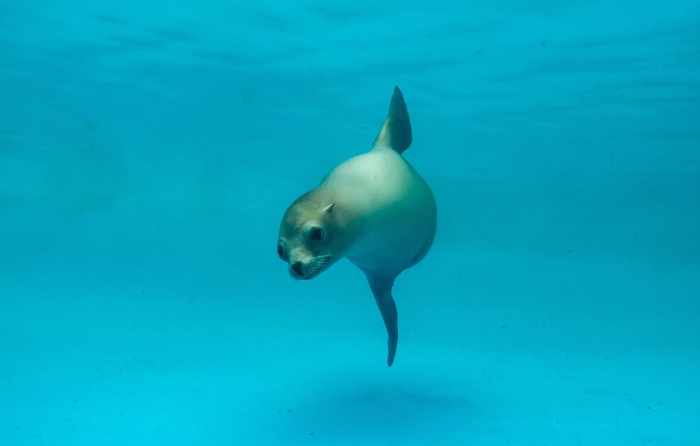 Ein Seelöwe im Wasser