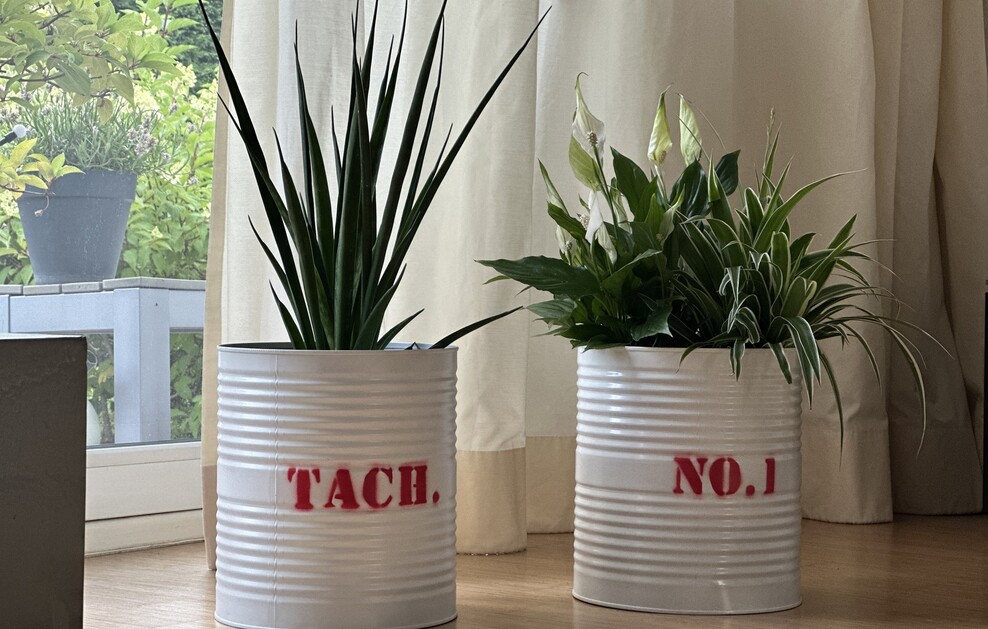 Grüne Pflanzen in weißen Blechdosen mit roter Aufschrift